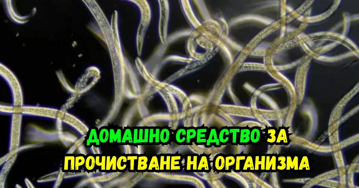 Горски ягоди