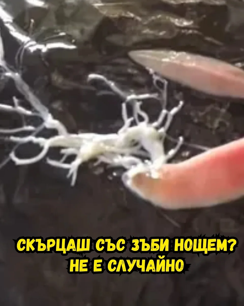 Червена плодова смес
